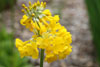 primula prolifera